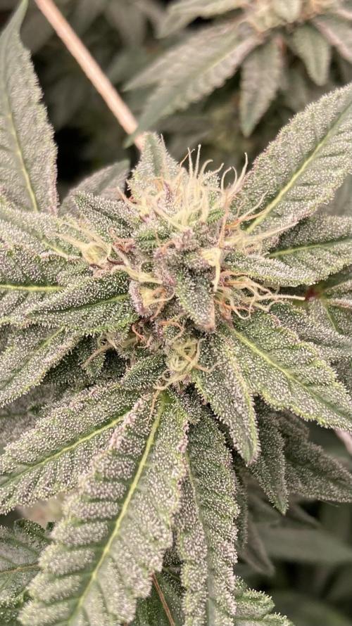 Pink Runtz x Hollywood Clones (Cookies). Week 7