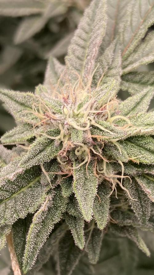 Pink Runtz x Hollywood Clones (Cookies). Week 7