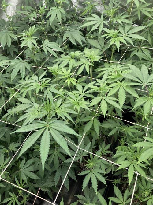 Gas Cream Runtz (LIT FARMS). Week 8