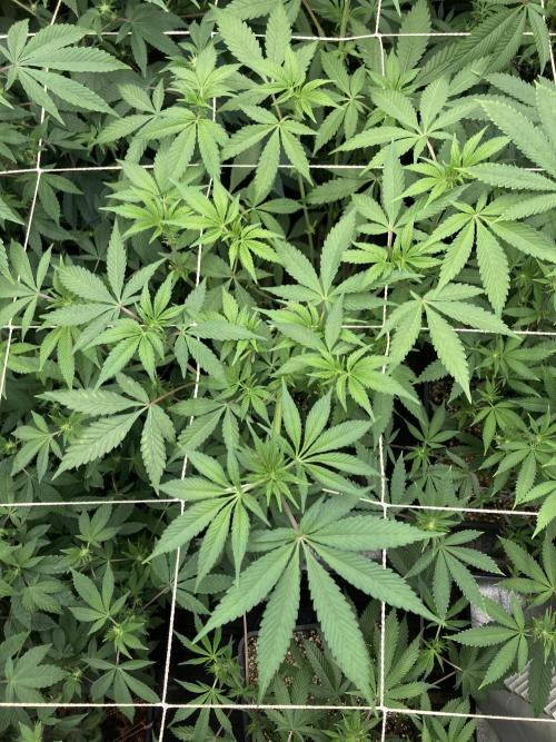 Gas Cream Runtz (LIT FARMS). Week 8