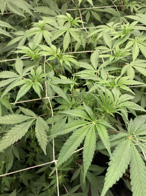 Gas Cream Runtz (LIT FARMS). Week 8