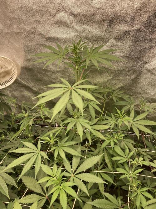 Platinum IX (In House Genetics). Week 8