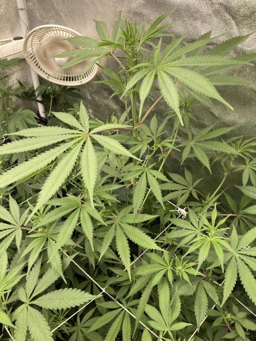 Platinum IX (In House Genetics). Week 8