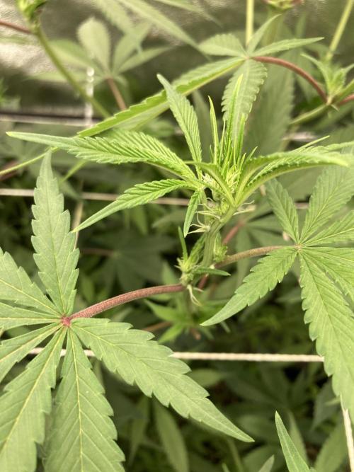 Platinum IX (In House Genetics). Week 8