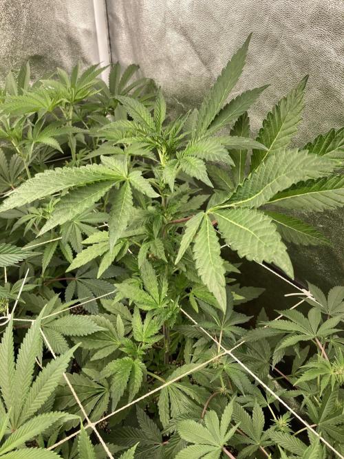 Chrome Dome (Compound Genetics). Week 8