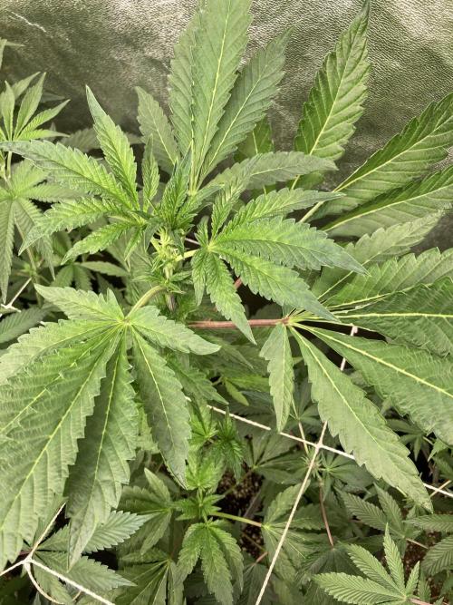 Chrome Dome (Compound Genetics). Week 8