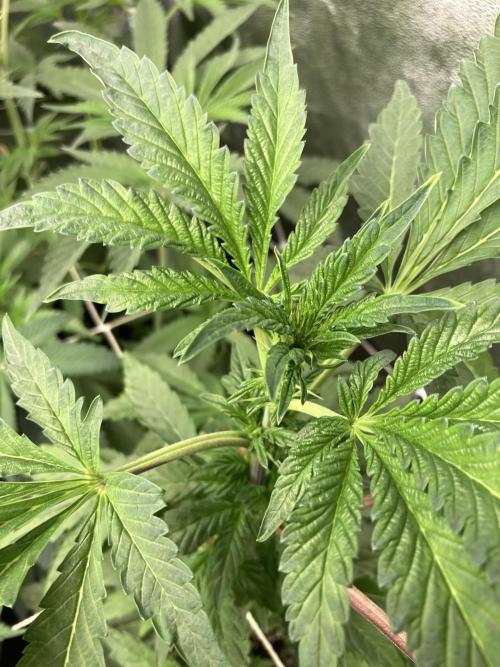 Chrome Dome (Compound Genetics). Week 8