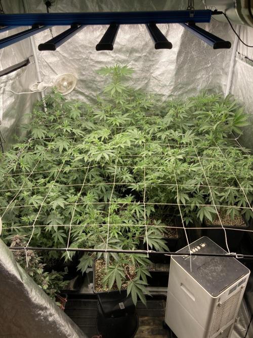 All Starz (LIT FARMS). Week 8