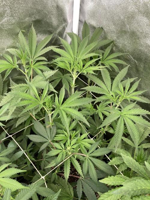 All Starz (LIT FARMS). Week 8