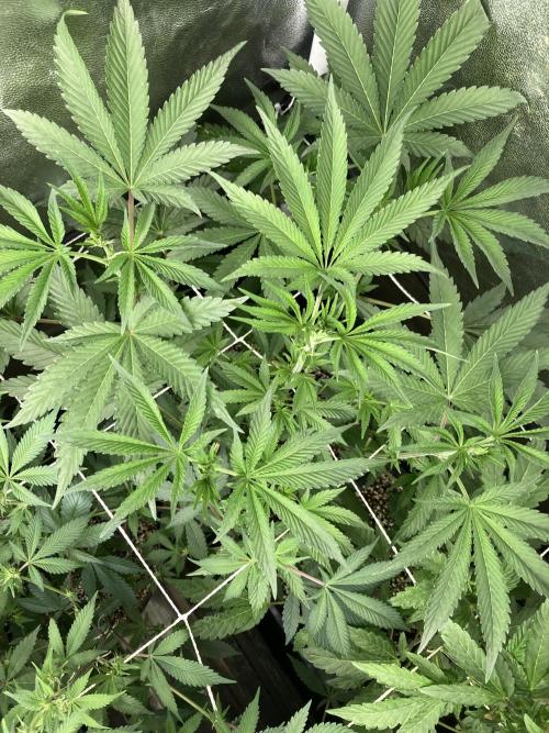 All Starz (LIT FARMS). Week 8