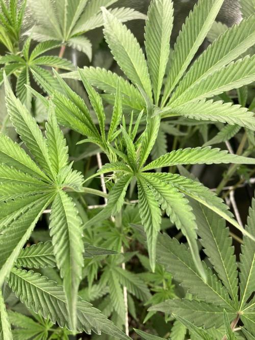 All Starz (LIT FARMS). Week 8