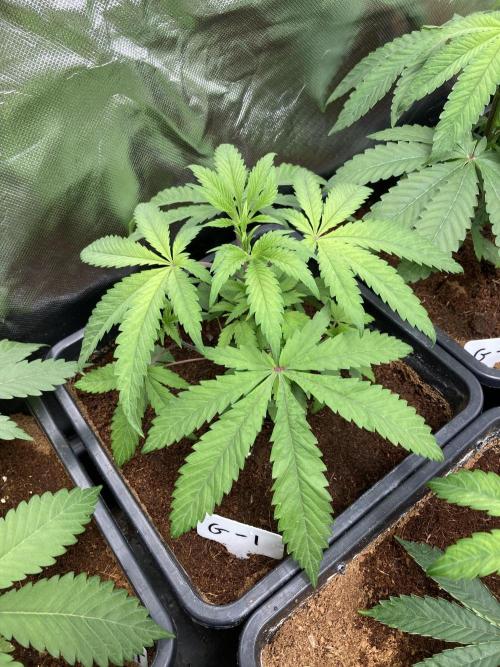 Gastini (LIT Farms). Week 5