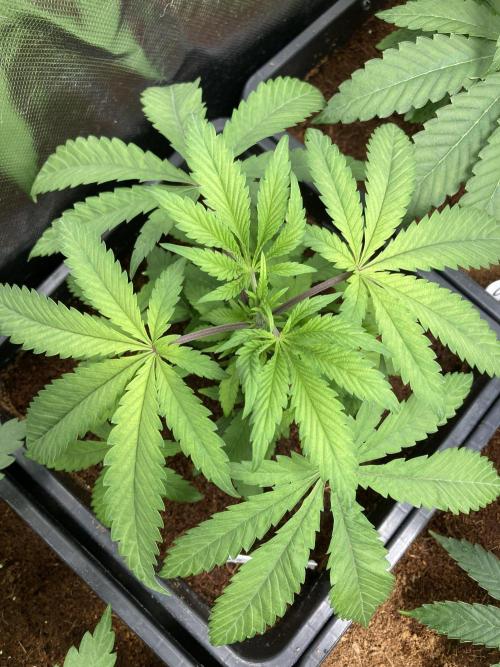 Gastini (LIT Farms). Week 5