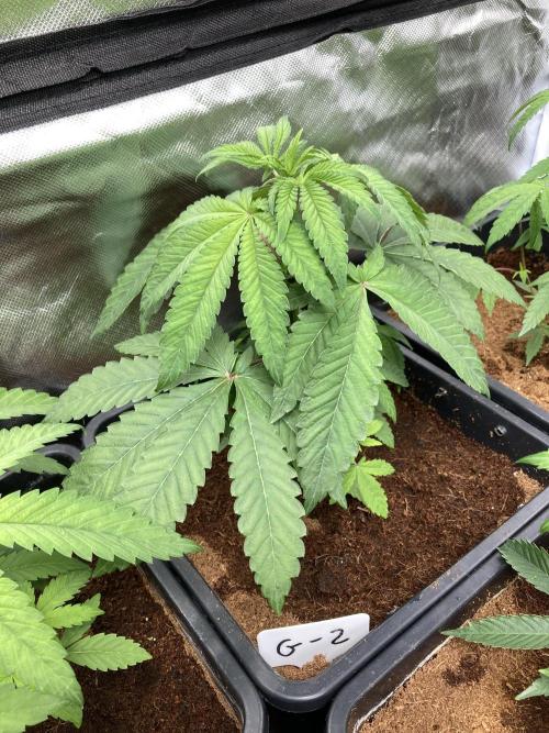 Gastini (LIT Farms). Week 5