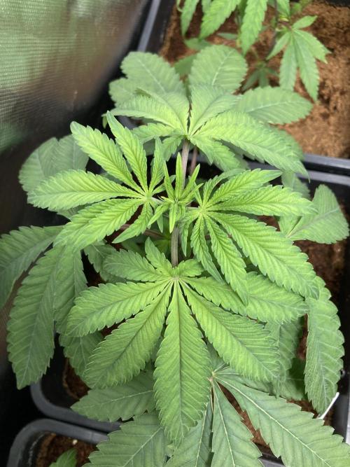 Gastini (LIT Farms). Week 5