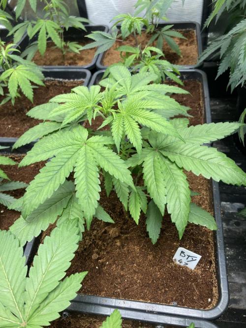 BTY47 x Manna Mountain (ttowncultivator). Week 4