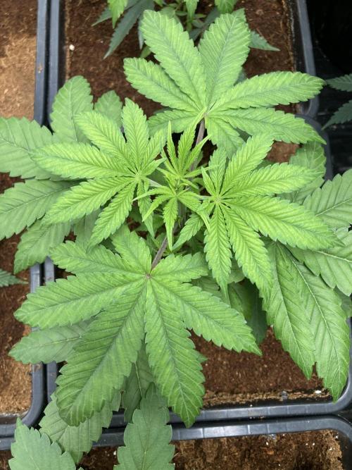 BTY47 x Manna Mountain (ttowncultivator). Week 4