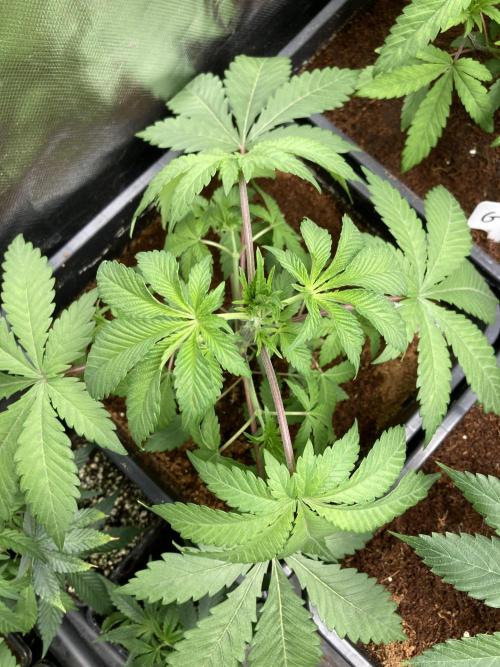 Trich Beast (Solfire Gardens). Week 5