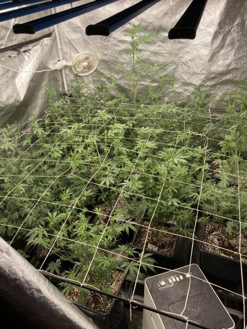 Rainbow Gelato Clones (Wizard Trees). Week 3