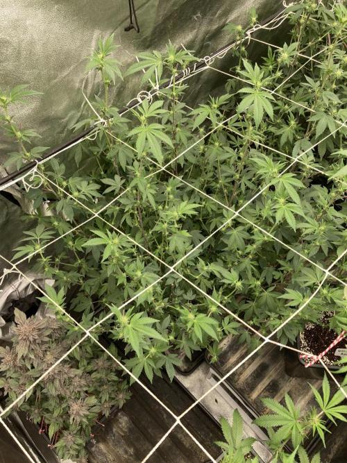 Rainbow Gelato Clones (Wizard Trees). Week 3