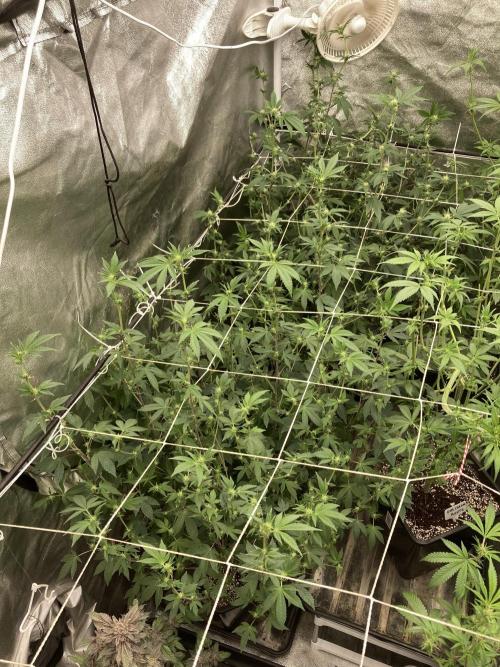 Rainbow Gelato Clones (Wizard Trees). Week 3