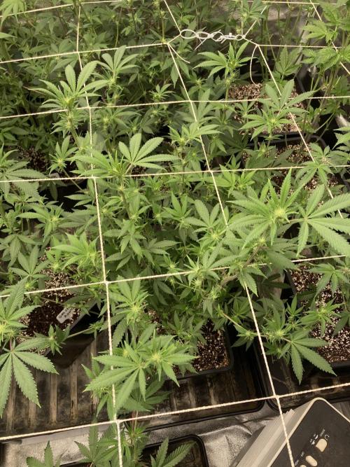 PLATINUMZ#2&3 Clones (In House Genetics). Week 3