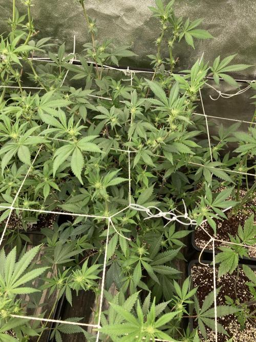 PLATINUMZ#2&3 Clones (In House Genetics). Week 3