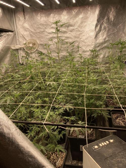 PLATINUMZ#2&3 Clones (In House Genetics). Week 3