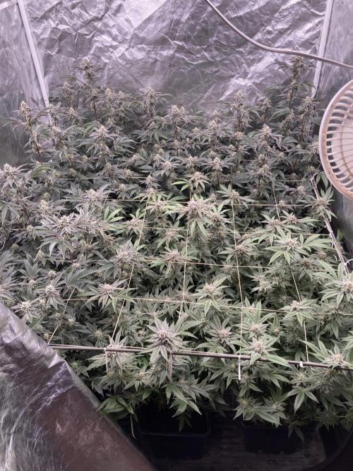 Animorph Mints ‘My Keeper Cut’. Week 8