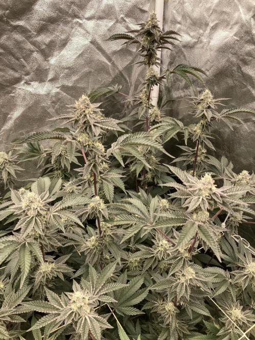 Animorph Mints ‘My Keeper Cut’. Week 8