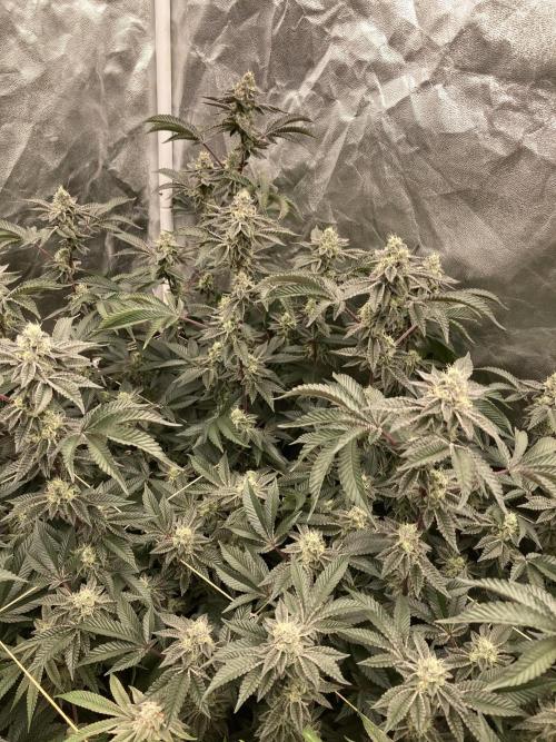 Animorph Mints ‘My Keeper Cut’. Week 8