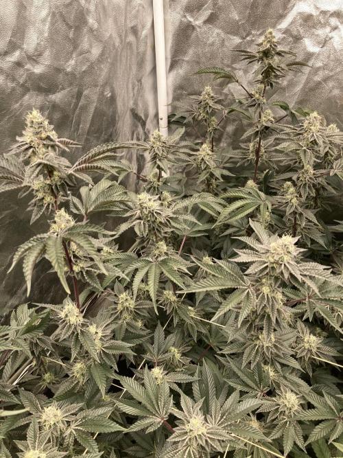 Animorph Mints ‘My Keeper Cut’. Week 8