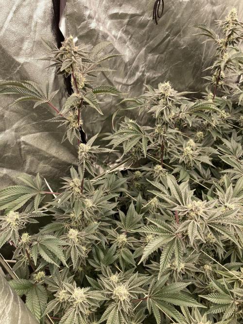 Animorph Mints ‘My Keeper Cut’. Week 8