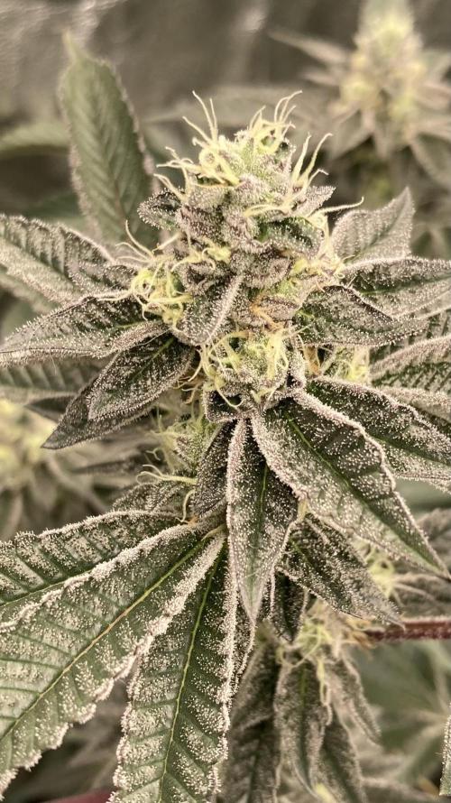 Animorph Mints ‘My Keeper Cut’. Week 8