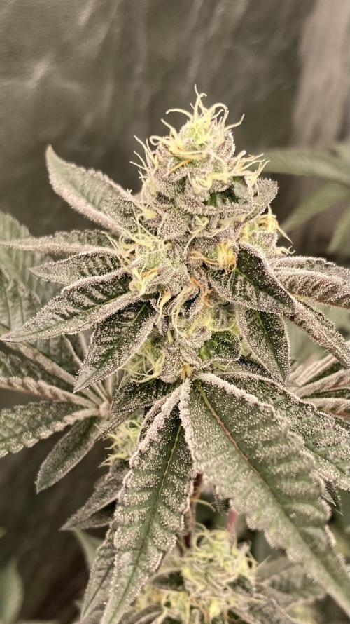 Animorph Mints ‘My Keeper Cut’. Week 8