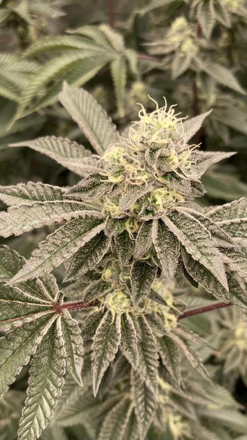 Animorph Mints ‘My Keeper Cut’. Week 8