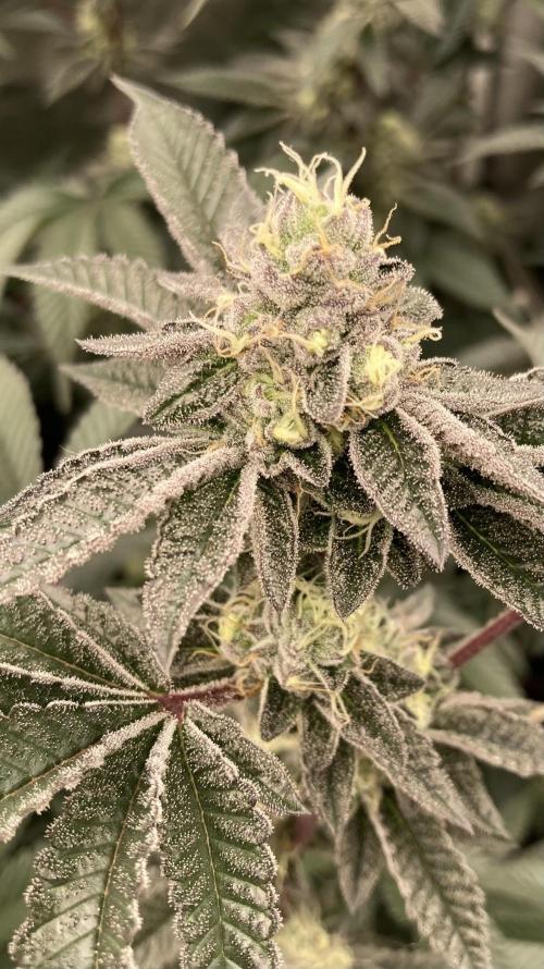 Animorph Mints ‘My Keeper Cut’. Week 8