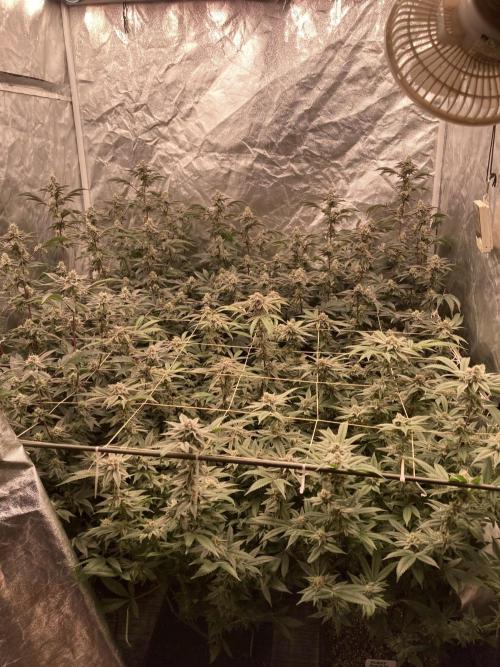 Animorph Mints ‘My Keeper Cut’. Week 8