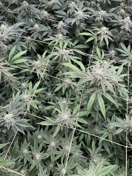 Pink Runtz x Hollywood Clones (Cookies). Week 8