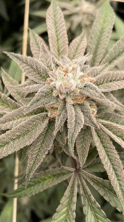 Pink Runtz x Hollywood Clones (Cookies). Week 8