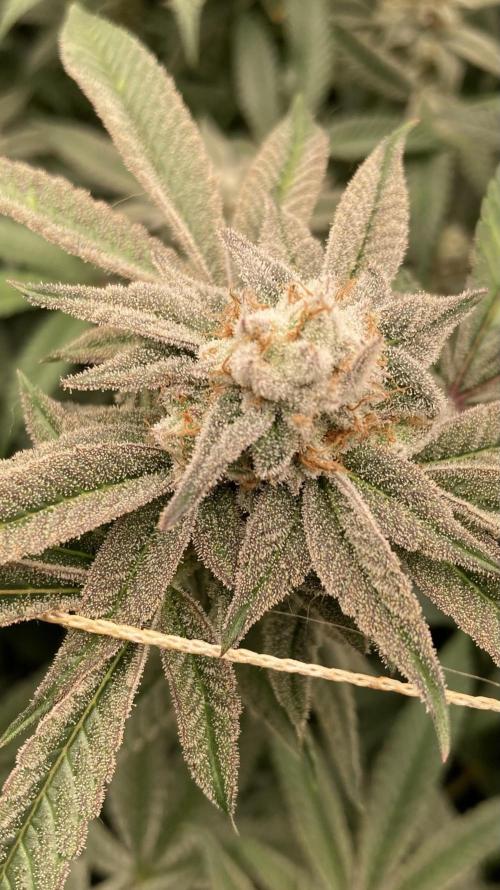 Pink Runtz x Hollywood Clones (Cookies). Week 8