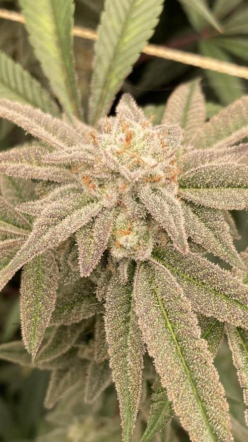 Pink Runtz x Hollywood Clones (Cookies). Week 8