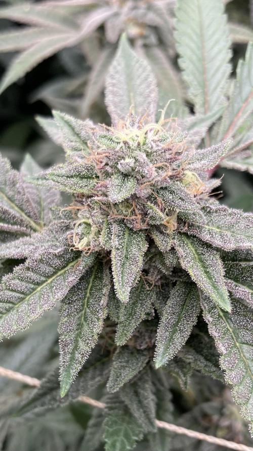 Pink Runtz x Hollywood Clones (Cookies). Week 8