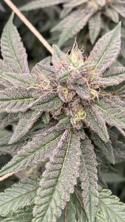 Pink Runtz x Hollywood Clones (Cookies). Week 8