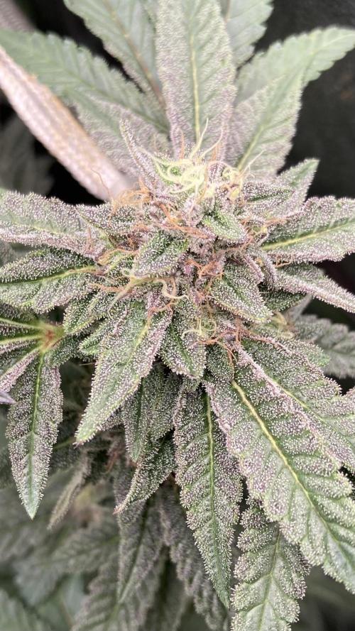 Pink Runtz x Hollywood Clones (Cookies). Week 8