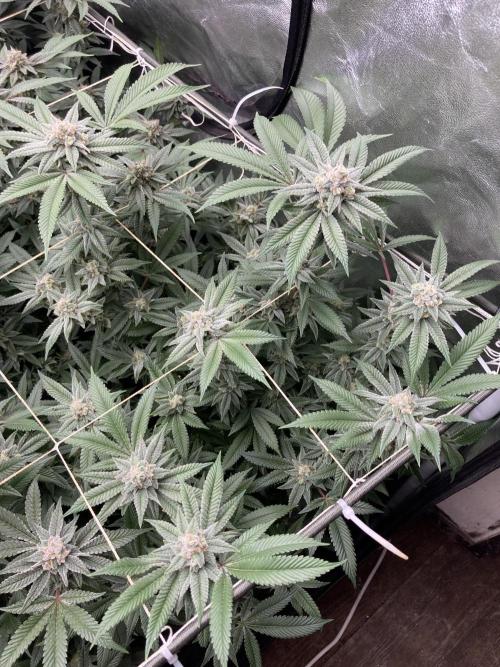 Glazed Pastries Clones (In House Gen). Week 8