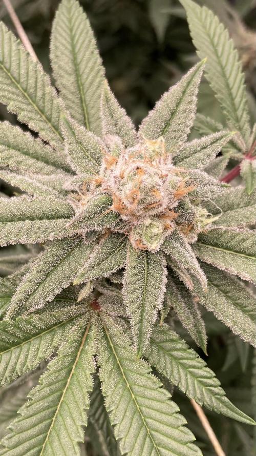 Glazed Pastries Clones (In House Gen). Week 8