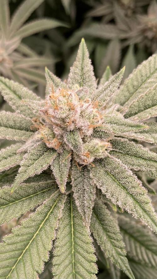 Glazed Pastries Clones (In House Gen). Week 8