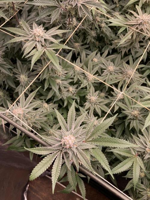 Glazed Pastries Clones (In House Gen). Week 8