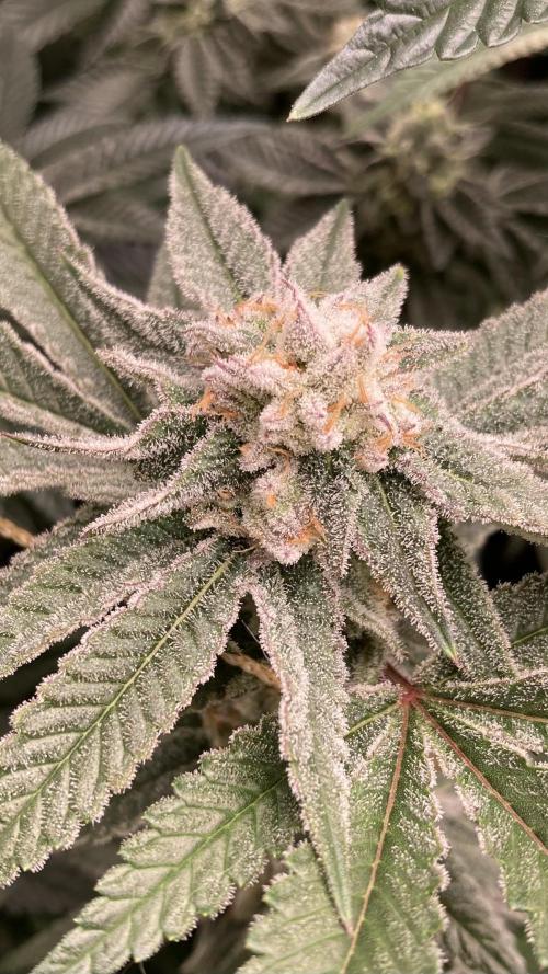 Glazed Pastries Clones (In House Gen). Week 8